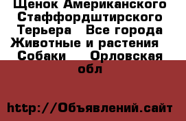 Щенок Американского Стаффордштирского Терьера - Все города Животные и растения » Собаки   . Орловская обл.